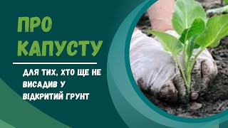 Про висаджування розсади капусти у відкритий грунт (для тих, хто цього ще не зробив).