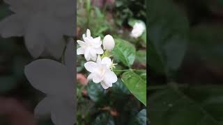 #jasmin lantation#mongra ke phool#how to plant Jasmin