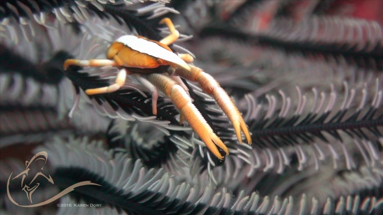 Forgotten Islands 2016 on Liveaboard Seven Seas