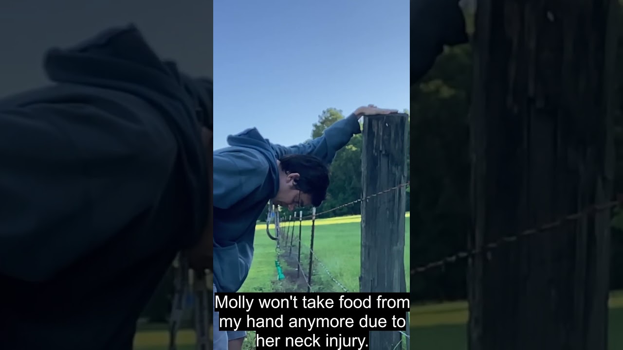 Molly - An Emotionally Changed Hawk