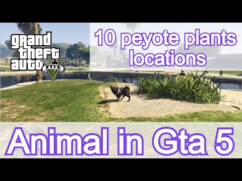 GTA Online Peyote plant locations 2020 - How to turn into animals