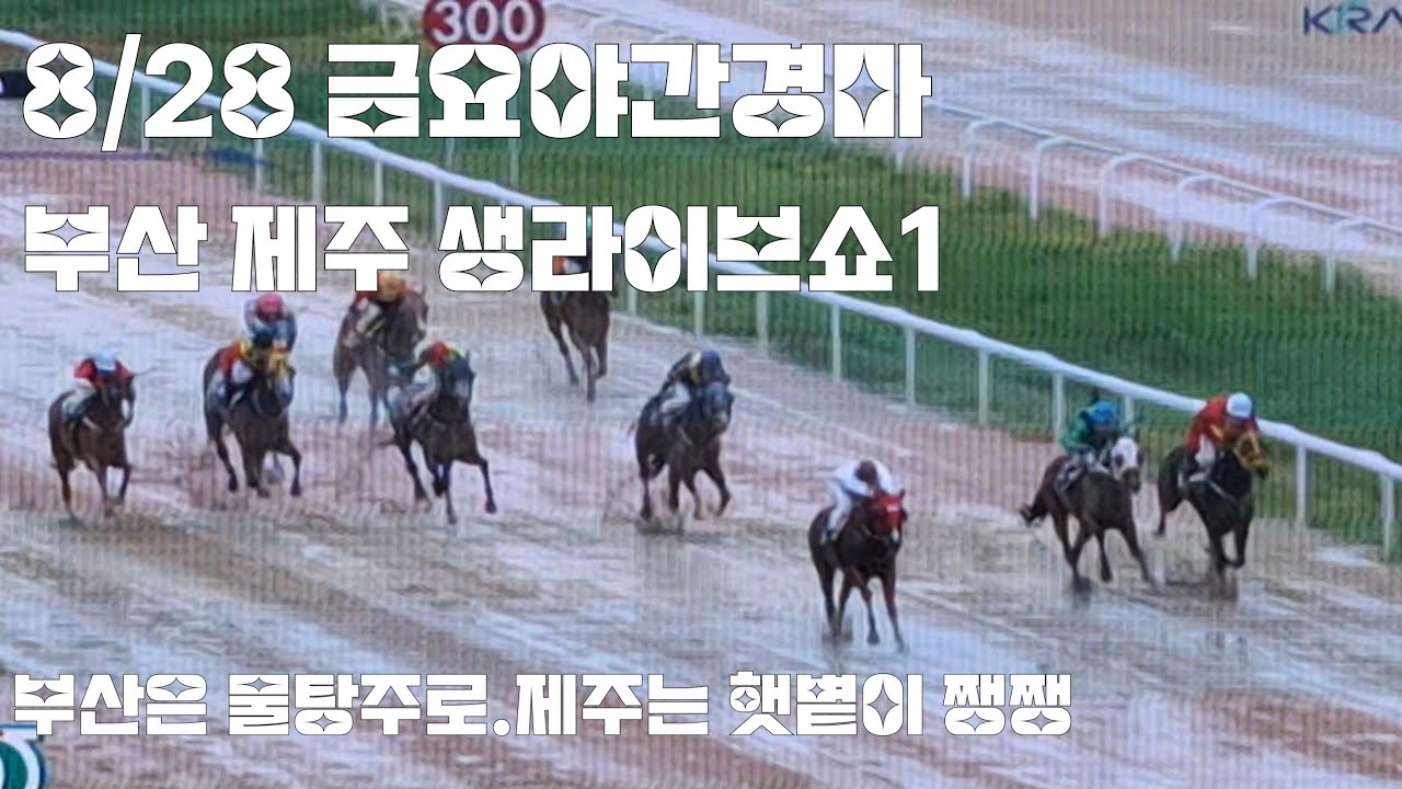 금요야간경마 쉽지만은 않을것같네~ (부산.제주 생라이브쇼1)