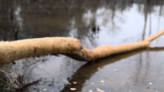 Wild Alabama beaver found eating bark. Rescue Beaver Eating Bark