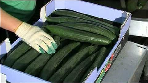 cucumber grading and packing installation with palletizer