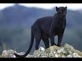 Leopard and Black Panther as Totems: Personality Traits and Life-Path Lessons