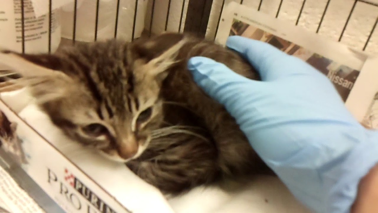 center for reproductive rights GEDV0005