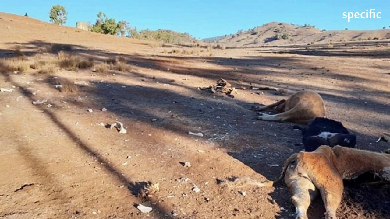 Up to 500,000 droughtstressed cattle killed in Queensland floods