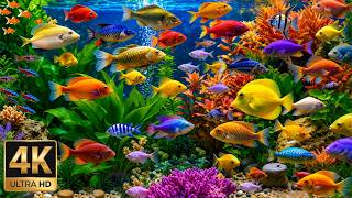 Pacific Ocean Journey 4K ULTRA HD 🐠 Beautiful Fish & Relaxing Piano for Rest, Calm and Deep Sleep screenshot 2