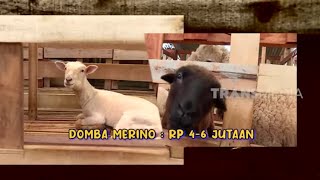 Pasukan Domba Datangkan Laba | CUAN BOSS (26/03/23)