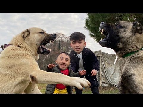 Video: Barınağım Köpeğim İçin Şükran Dolu Büyük Bir Kutu