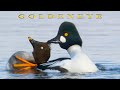 Goldeneye. Birds singing, displaying, mating and flying.