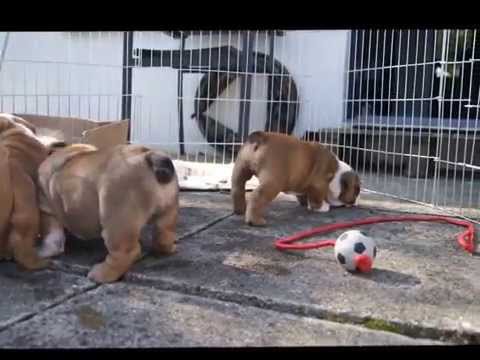 Video: Sådan Træner Du En Engelsk Bulldog