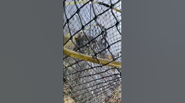 Đặt lú tôm sú trúng đậm