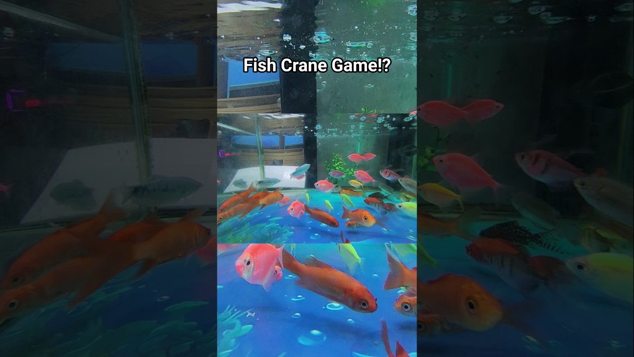This Chinese Arcade Crane Game Gives You LIVE FISH 😱🎣