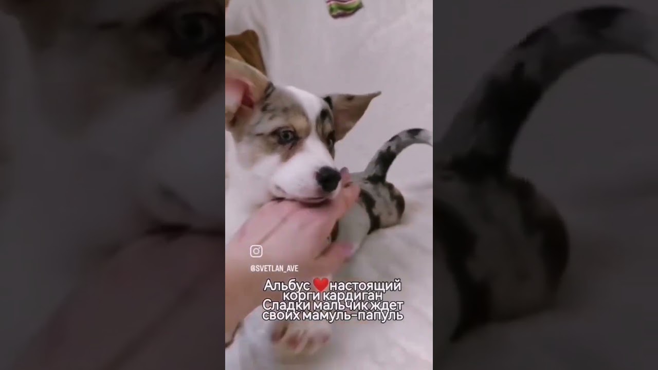 Даяна Росс Корал Вита и её первенцы. ❤️Альбус. 