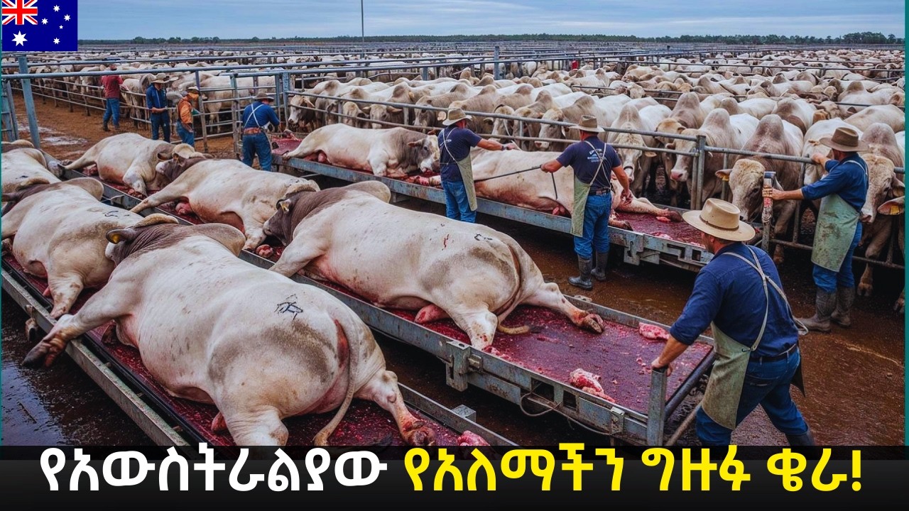 በየአመቱ 9.1 ሚልየን ከብቶችን ወደ ውጭ የምትልከው ሀብታሟ ሀገር! How Australia Process 9.1 Million Cattle Every Year