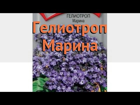 Гелиотроп обыкновенный Марина (marina) &#55356;&#57151; гелиотроп Марина обзор: как сажать семена гелиотропа Марина