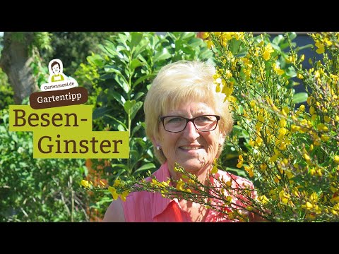 Video: Was ist ein Ginsterbusch: Informationen über blühende Ginstersträucher
