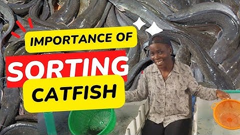 Unbelievable Hack for Sorting Catfish! 🐟 🐠 🤯