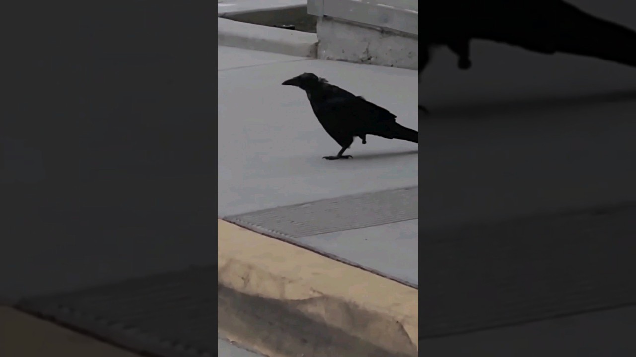 one-legged #crow post #shorts #mangtikong