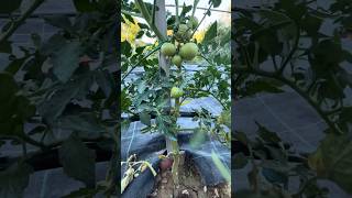 🍅✂️ Best Tomato Pruning Tips for Bigger Harvests! 🔥🌱 #shorts #tomato #tomatopruning #tomatotips