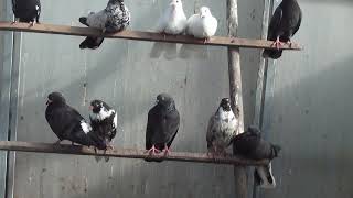 николаевские голуби моя молодежь 2020 г