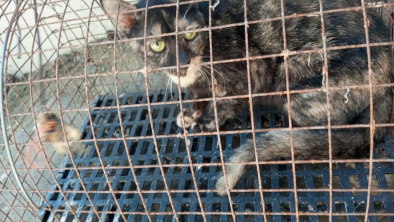 catching-cat-using-my-diy-trap-youtube