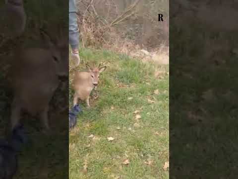 Video Salvato un cerbiatto caduto nelle acque del Naviglio di Gaggiano