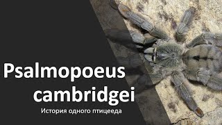 Psalmopoeus cambridgei. История одного птицееда