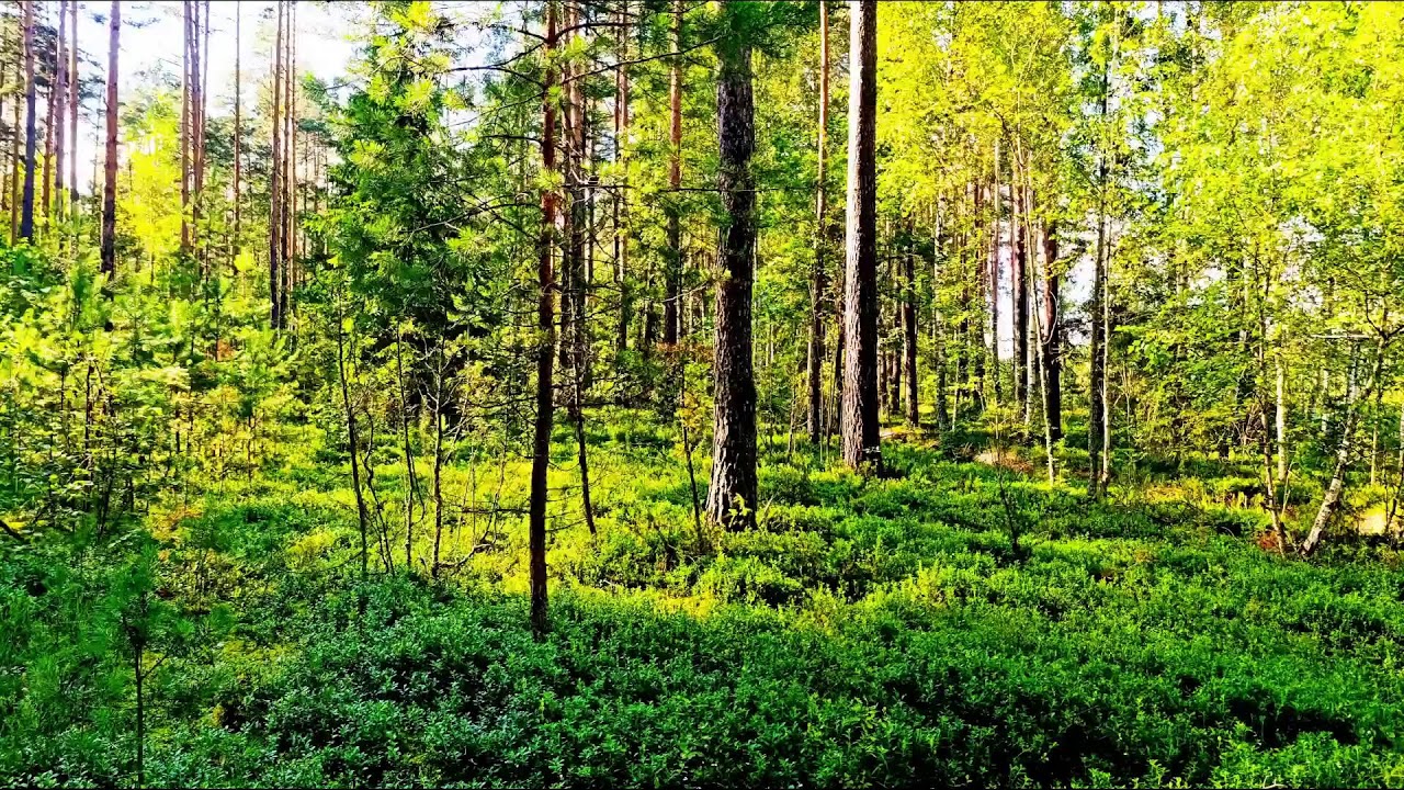 4K Лесное исцеление 🌲 Спокойное пение птиц и успокаивающие звуки природы для сна