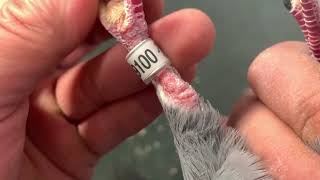 Aarden 100