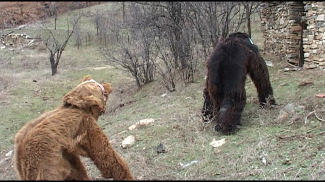 Бабугерите от 