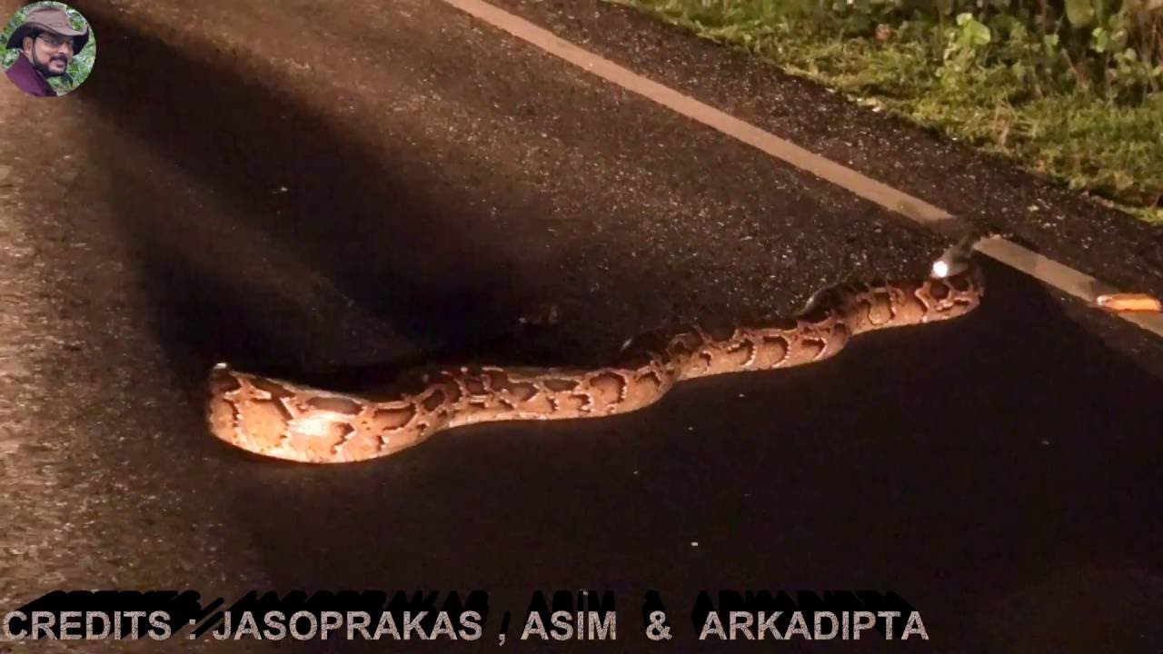 Rock python on Road. - YouTube