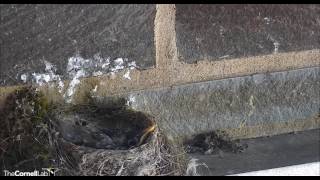 Two Robin chicks fledge   14  40  Video 2017 05 21 150350