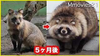 【Raccoon Dog】Change of hair from summer to winter