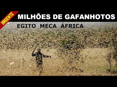 Vídeo: Gafanhoto Do Deserto Irritante