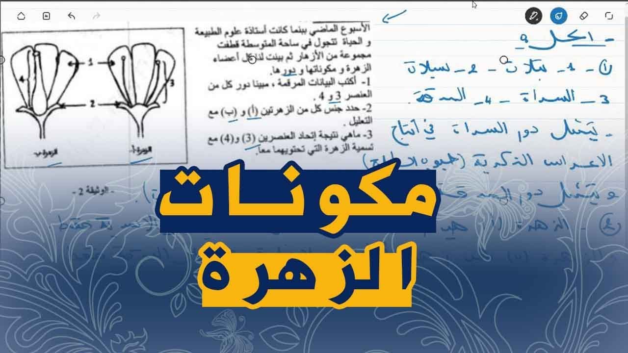 علوم طبيعية السنة اولى متوسط تمرين على الاعضاء التكاثرية في الزهرة