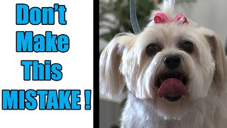 Brush Your Dog BEFORE Bathing | Important Grooming Tip !