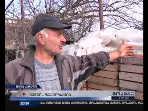 შიდა ქართლში დახმარებას ითხოვენ -  მოსახლეობა ვაშლის მოსავლის რეალიზაციას ვერ ახერხებს