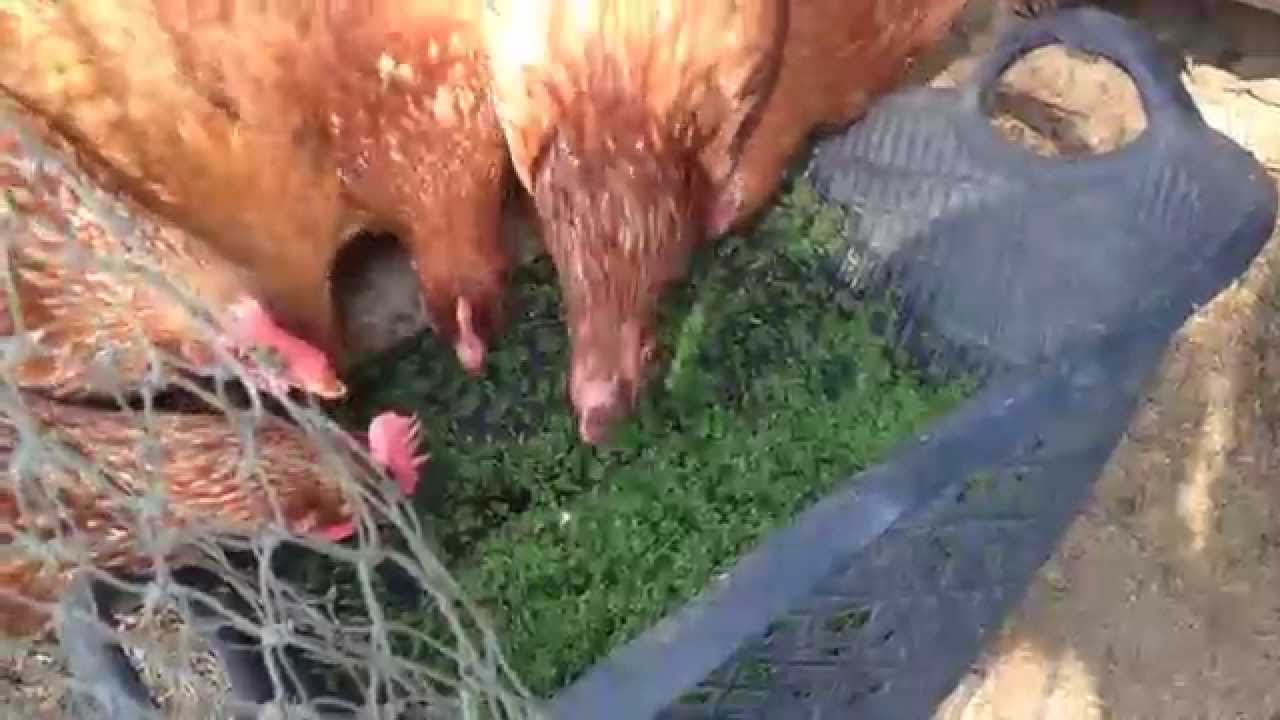 Azolla Feed Chicken เเหนเเดง เลี้ยงไก่ -2 - Youtube