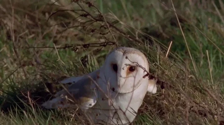 Habitats and homes for barn owls on farmland in County Down