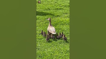 Suara induk bebek dan anak-anaknya ❤️