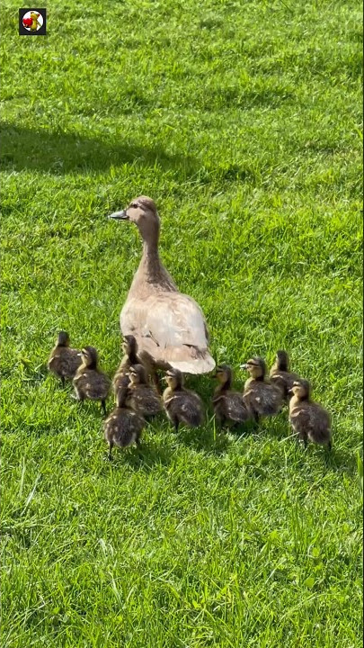 Mother duck and her babies sound ❤️