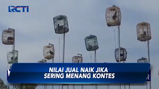 Ratusan Ayam Bekisar Lomba  Suara di Bangkalan  - SIP 03/07