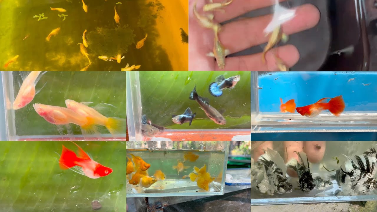 33 COMBO CÁ BẢY MÀU, MOLLY