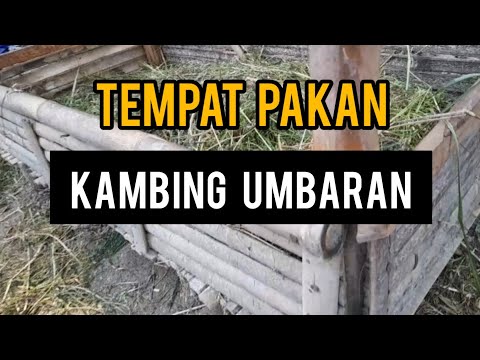 Cara Buat Tempat Makanan Kambing