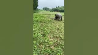 Tiếng héc xoan đơn cho ae ai cần alo mình nhé