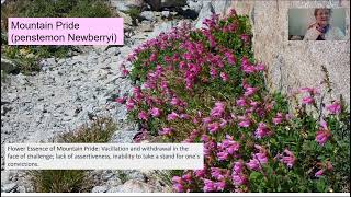 Mountain Pride --a plant for courage