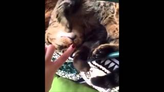 music_cat