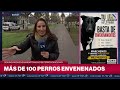 Denuncian envenenamiento masivo de perros en Bolívar: preocupación y marcha vecinal